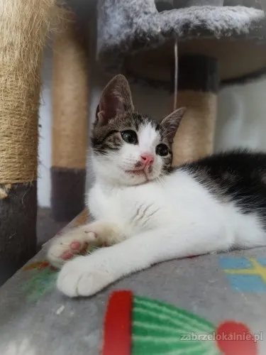 3-miesieczna-jezynka-wesola-kicia-do-adopcji-52793-koty.webp