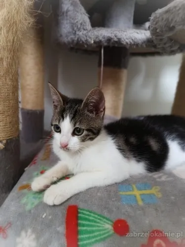 3-miesieczna-jezynka-wesola-kicia-do-adopcji-52793-zabrze.webp