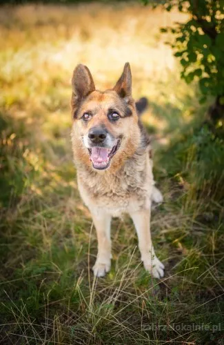 flapy-niekonfliktowy-lagodny-owczarek-do-adopcji-52849-zabrze-na-sprzedaz.webp