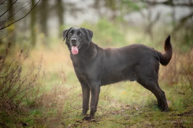 usmiechniety-portos-w-typie-labradora-szuka-domu-56813-sprzedam.webp