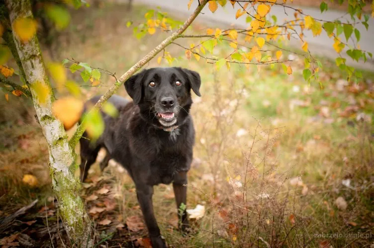 usmiechniety-portos-w-typie-labradora-szuka-domu-56813-zabrze-do-sprzedania.webp