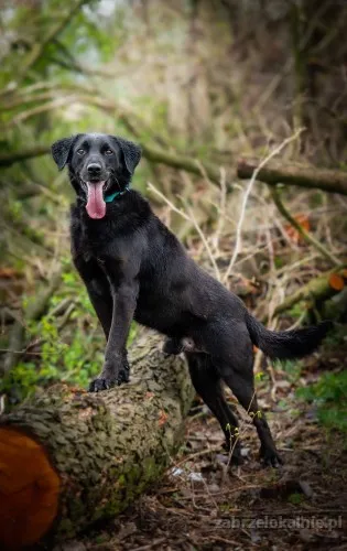 usmiechniety-portos-w-typie-labradora-szuka-domu-56813-zabrze.webp
