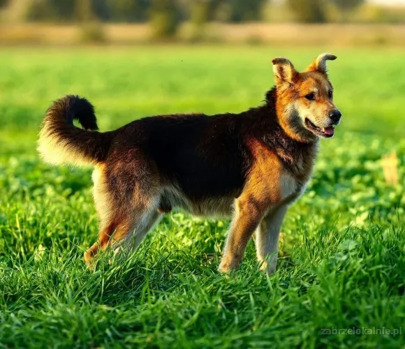 fido-spokojny-kochany-psiak-szuka-domu-56905-sprzedam.webp