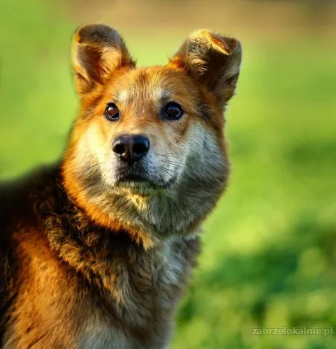Fido - spokojny, kochany psiak szuka domu!